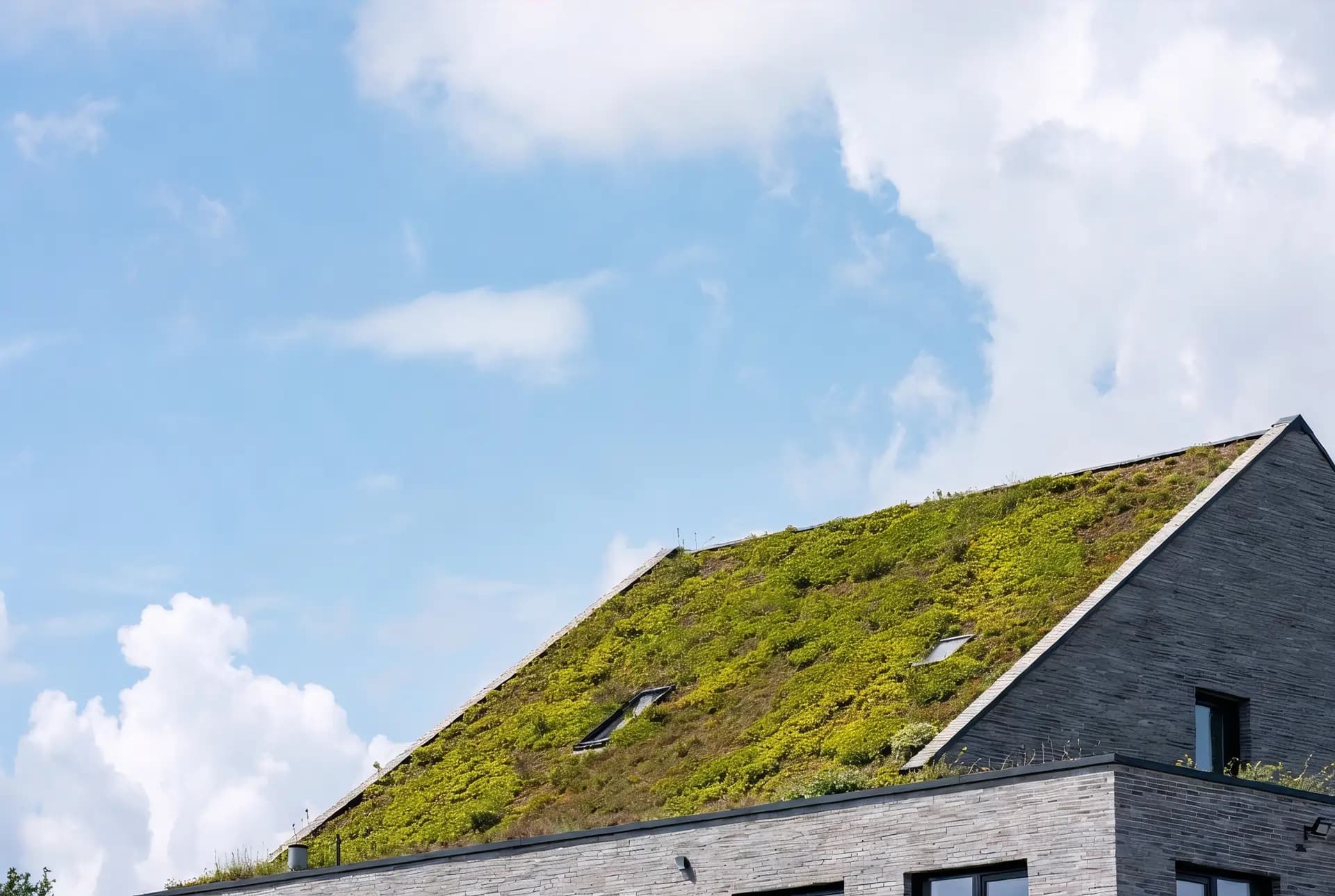 Extensief Groendak (Sedum)