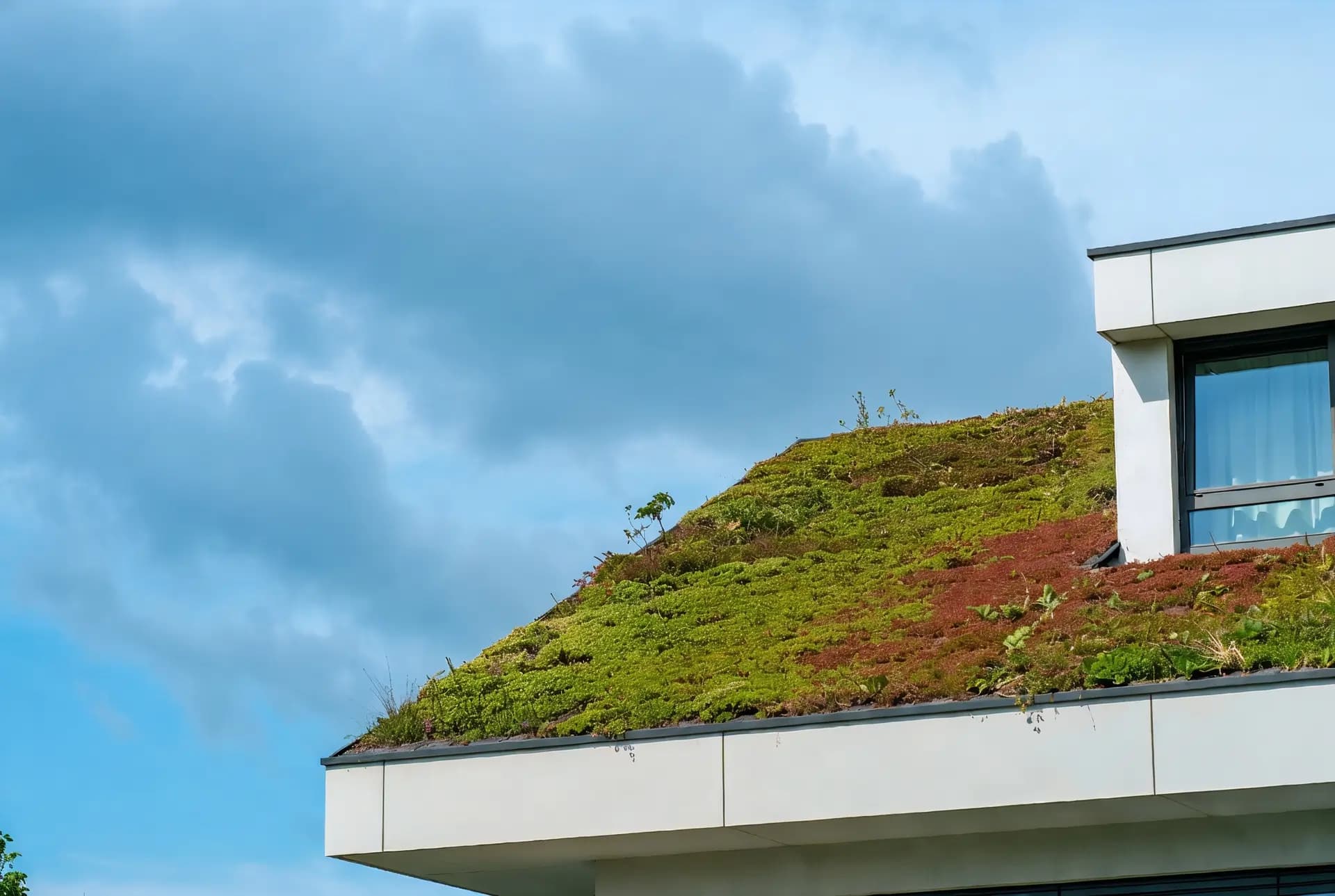 Prachtig groendak met sedum beplanting op een moderne woning in Sint-Katelijne-Waver